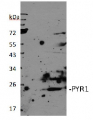 PYR1 | Abscisic acid receptor RCAR11